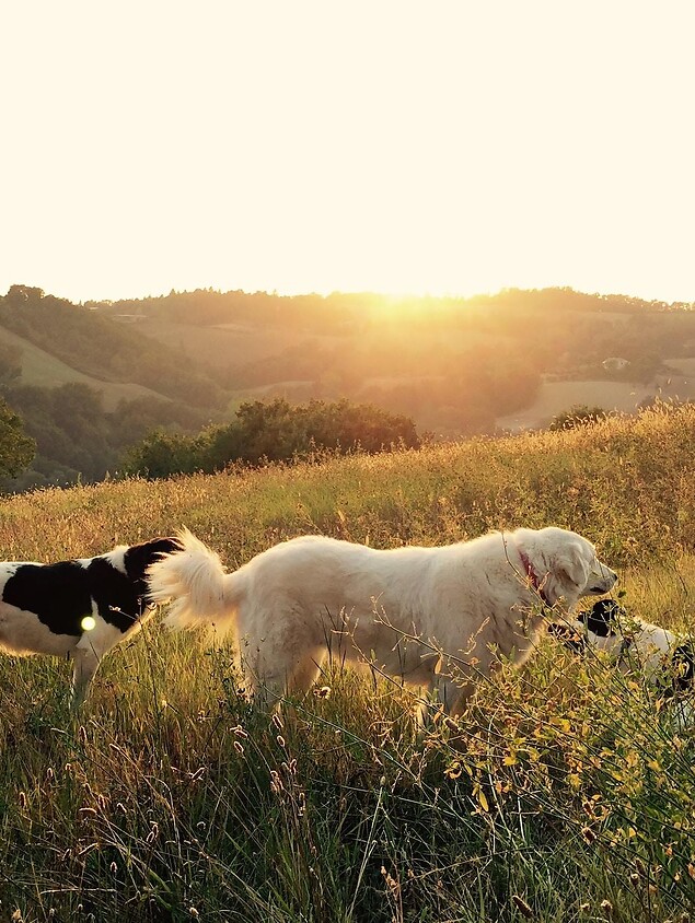 Hunde spielen in der Wiese