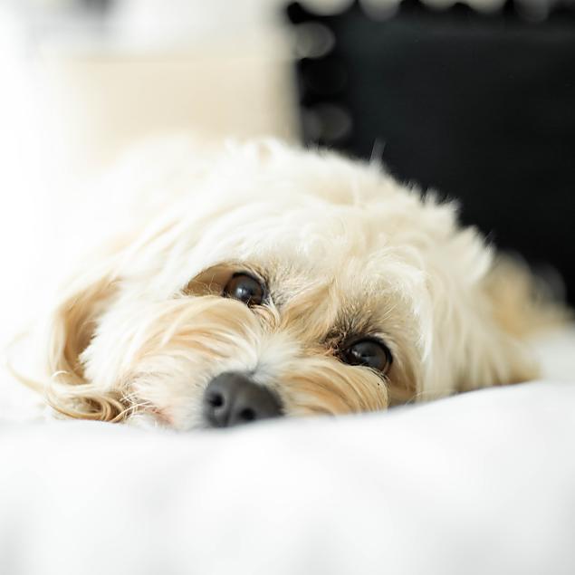 Hundeurlaub in Kärnten - hier darf der Vierbeiner ins Zimmer